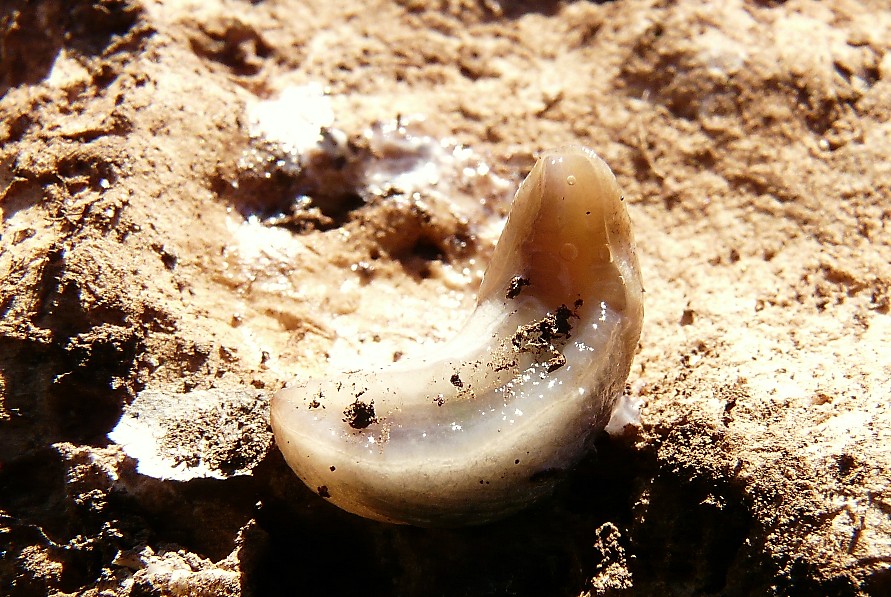 Deroceras sp.